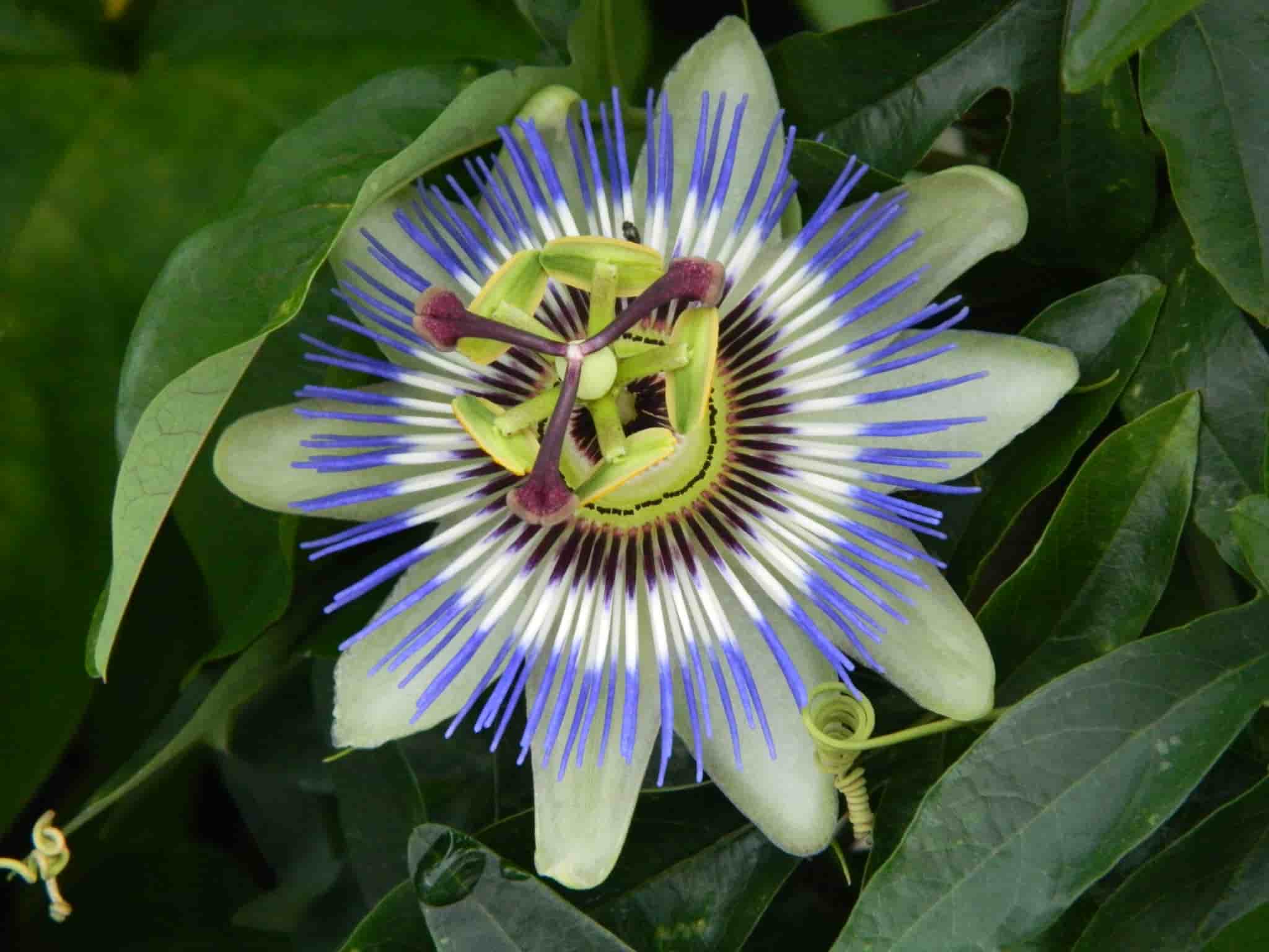 Welche Passionsblume für Ihre Region?