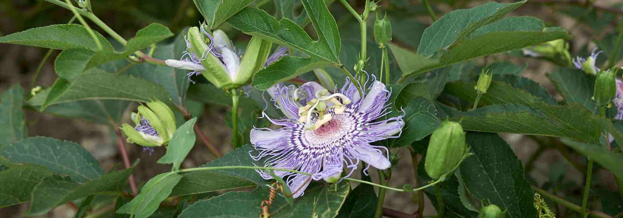 Passionsblume und ihre Wirkung