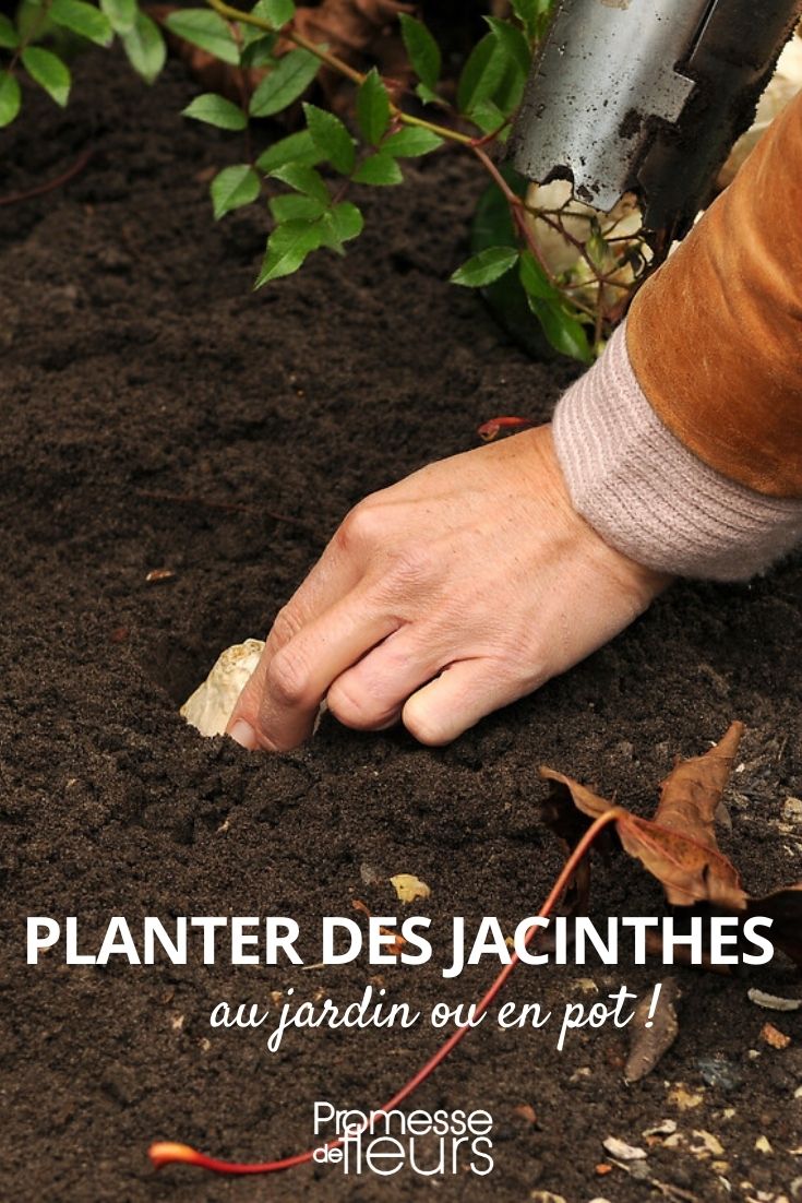 Jacinthen pflanzen