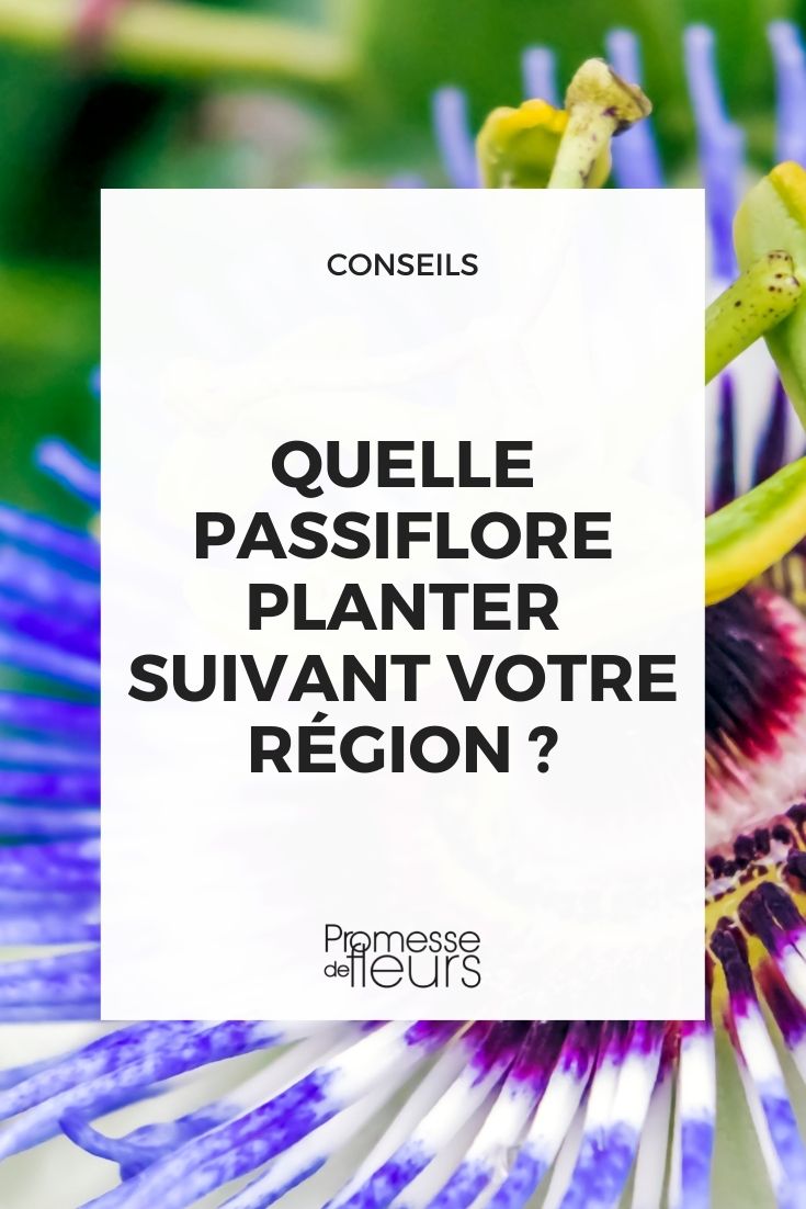 Welche Passionsblume pflanzen?