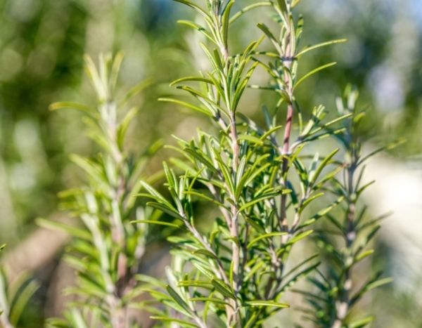 Rosmarin-Stecklinge: Zeitpunkt und Anleitung?
