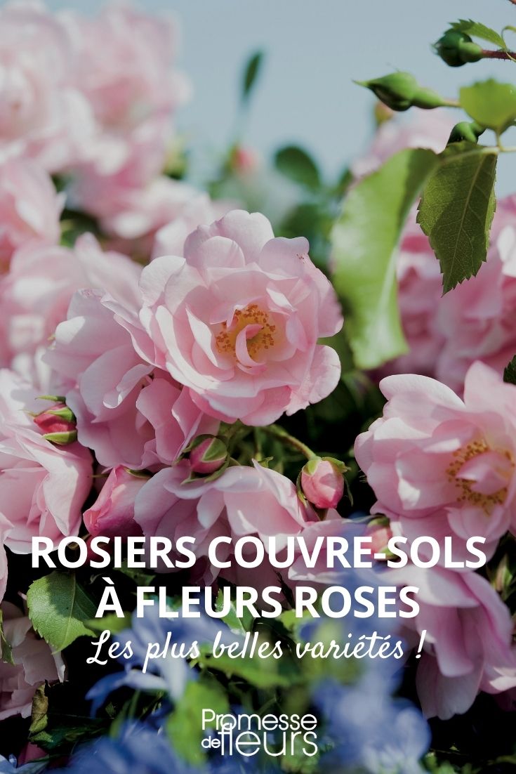 Bodendecker-Rose mit rosa Blüte