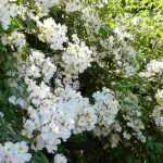 7 Rosen für den Schatten
