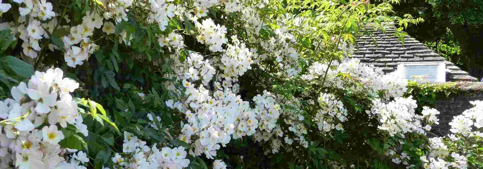 7 Rosen für den Schatten