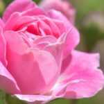 12 fast dornenlose Rosen