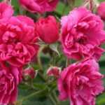 9 Historische Rosen mit rosa Blüten