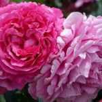 9 großblütige Buschrosen in Rosa