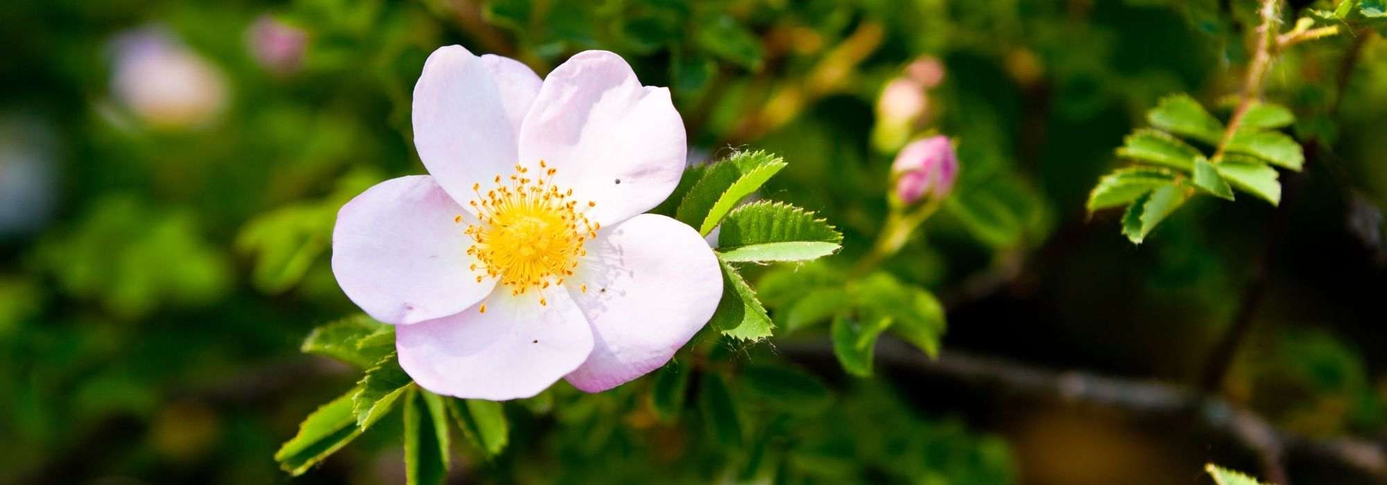 9 rosa Hagebuttenrosen