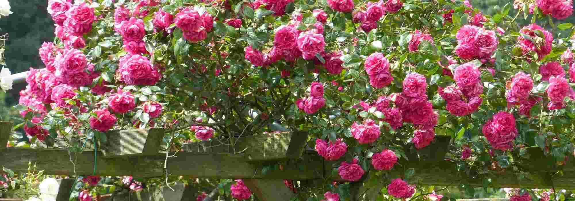 Kletterrosen: 8 Sorten mit rosa Blüten
