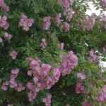 8 Rambler-Rosen mit rosa Blüten