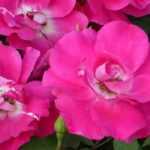 8 Zwergrosen mit rosa Blüten