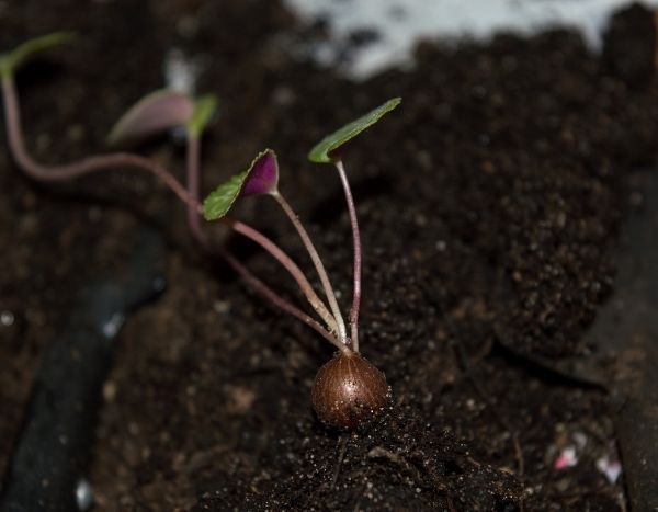 Cyclamen säen?