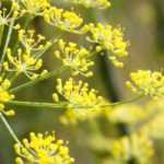 Fenchel kombinieren
