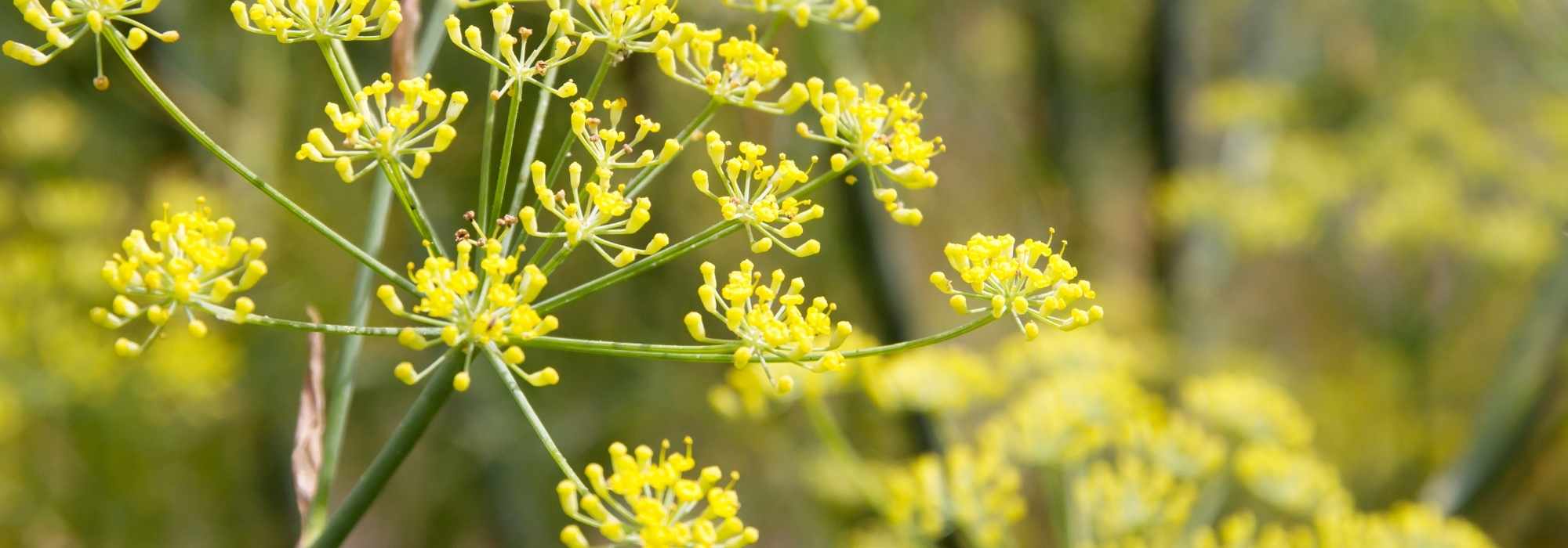 Fenchel kombinieren