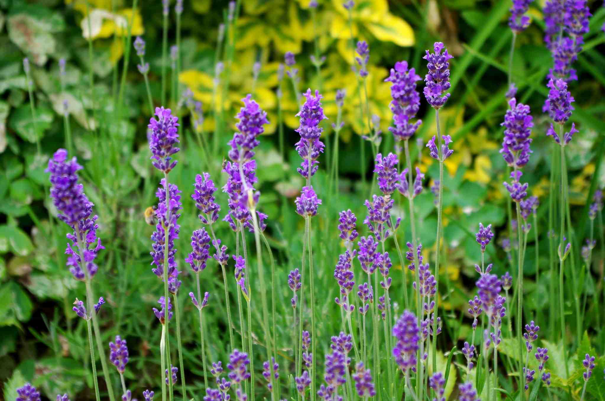 Lavendel: Die schönsten Sorten