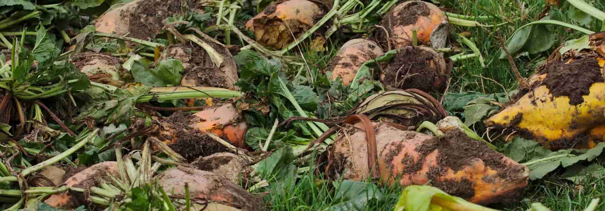 Futterpflanze: 5 Gemüse für Tiere