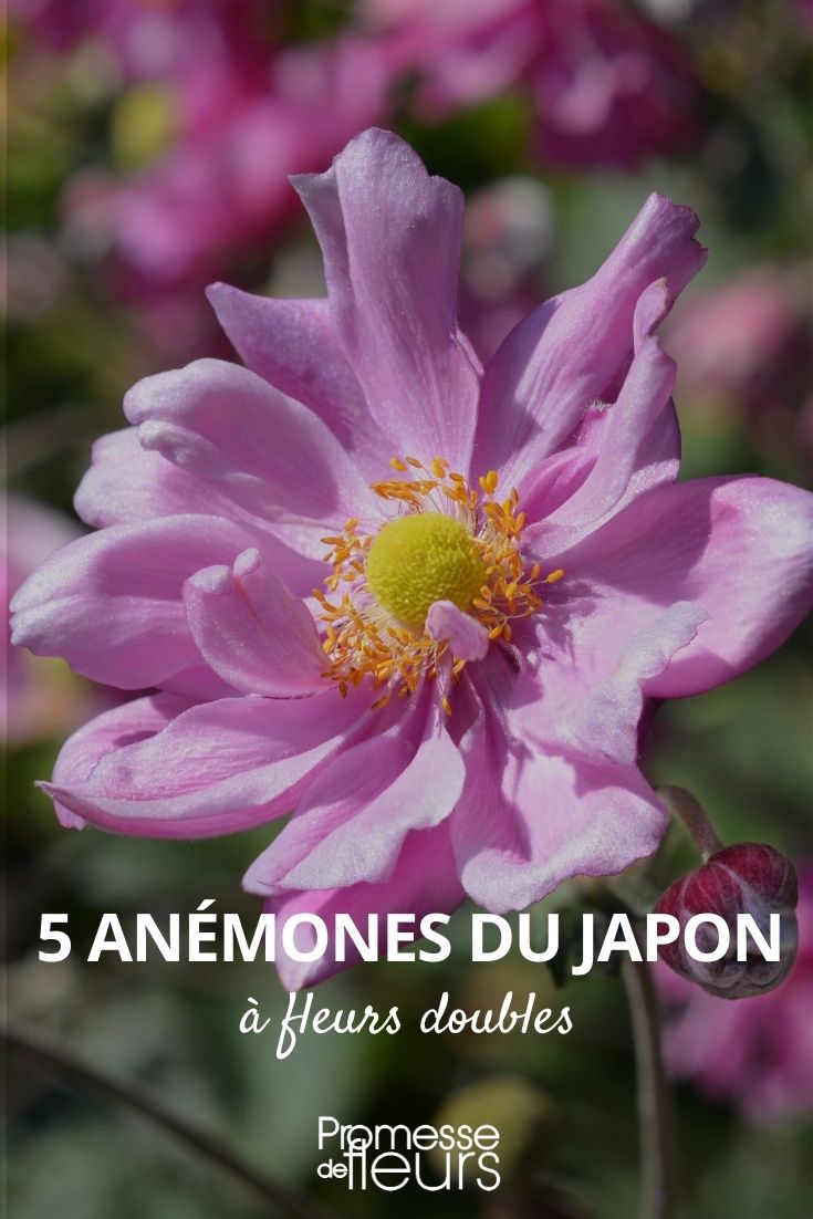 Anemone japonica, doppelt blühend