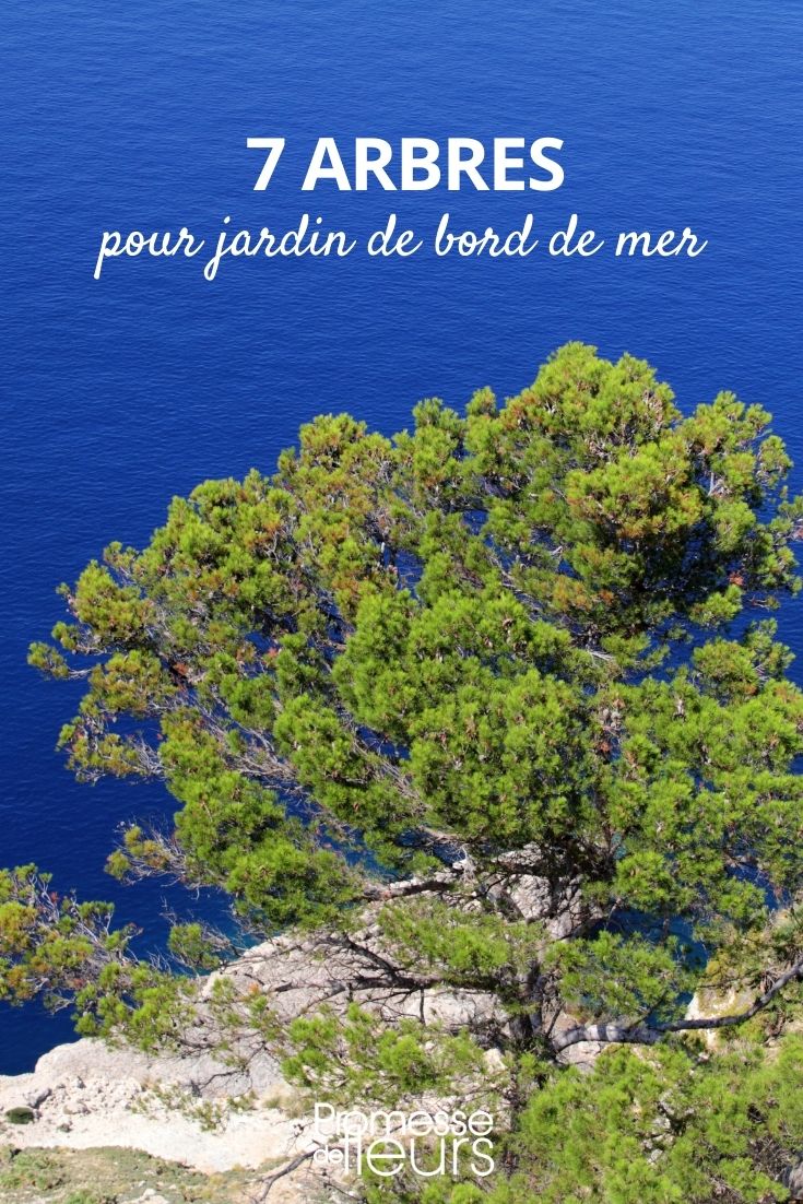 Bäume für Gärten am Meer