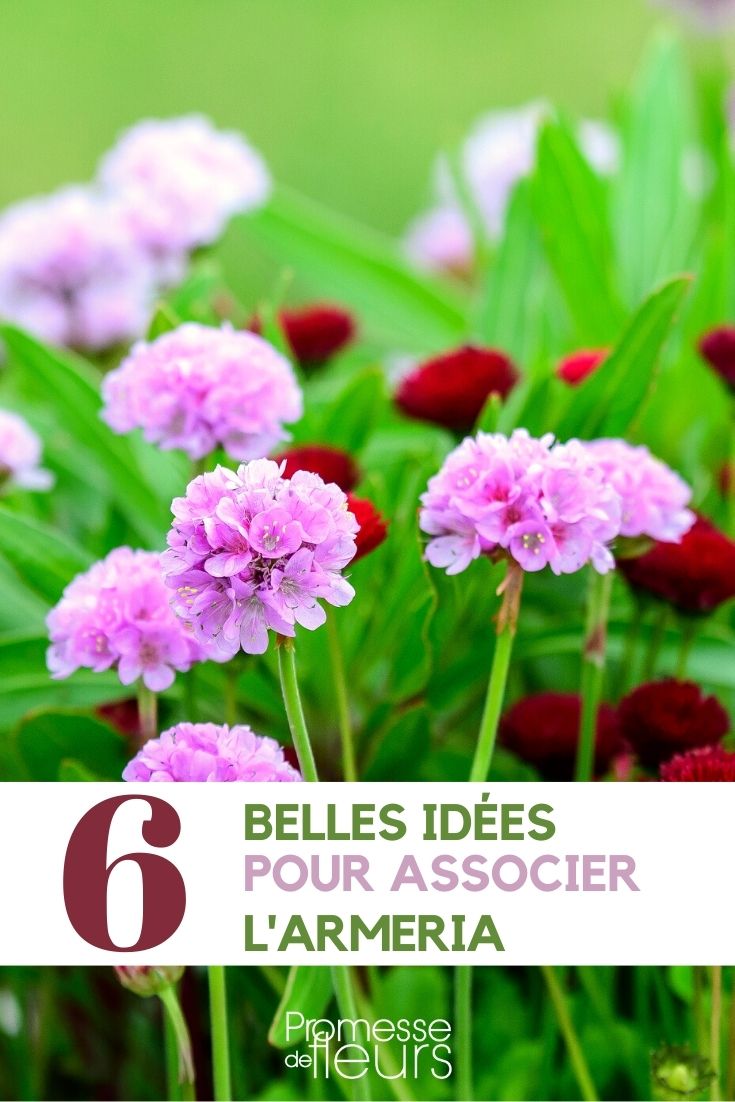 Armeria kombinieren