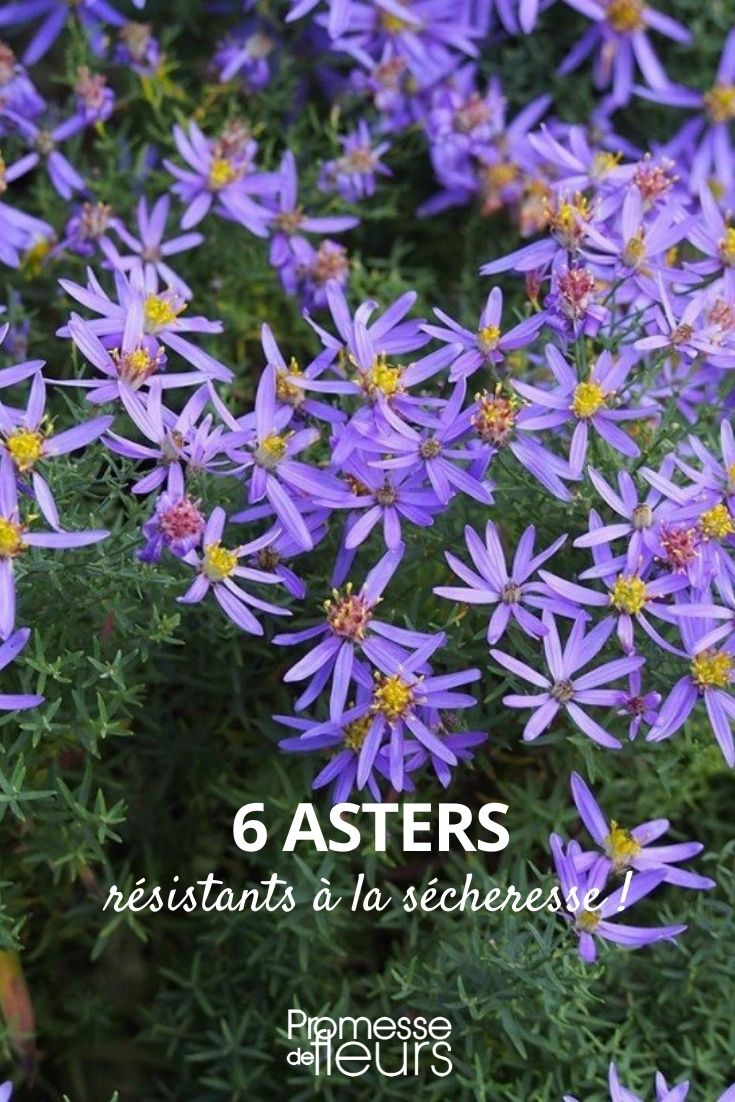Aster trockenheitsresistent