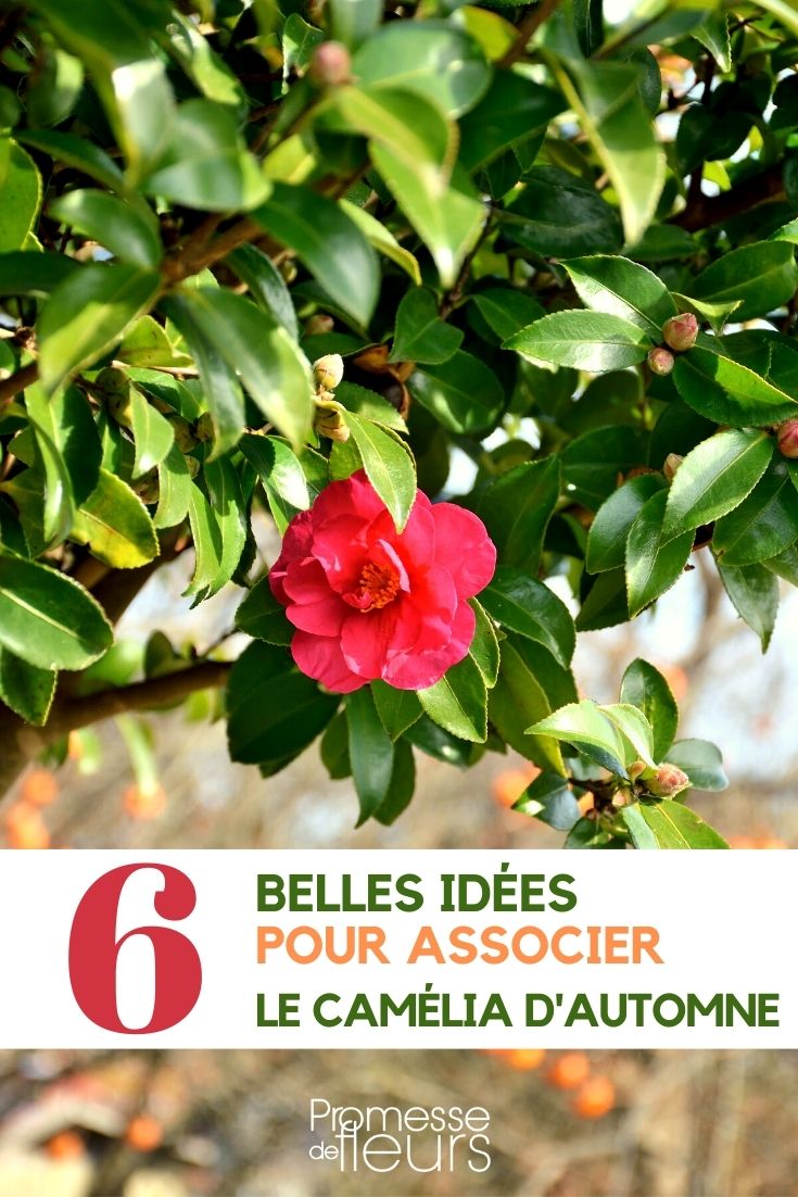 Camellia sasanqua - Kombinationen