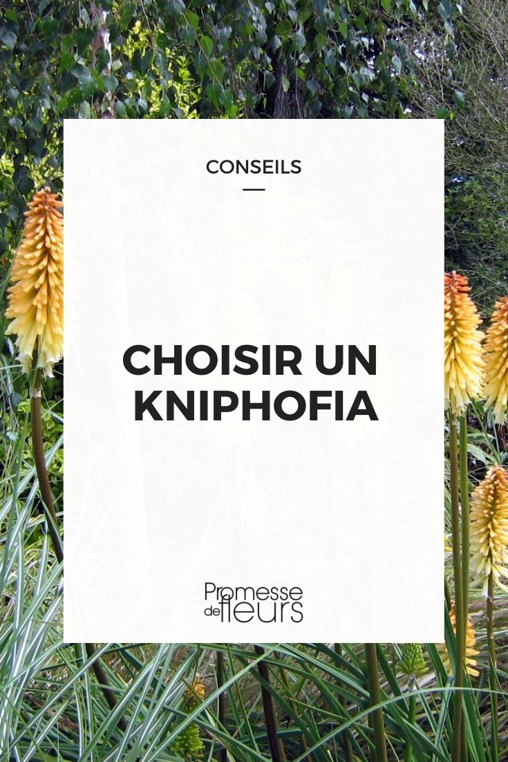 Einen Kniphofia auswählen