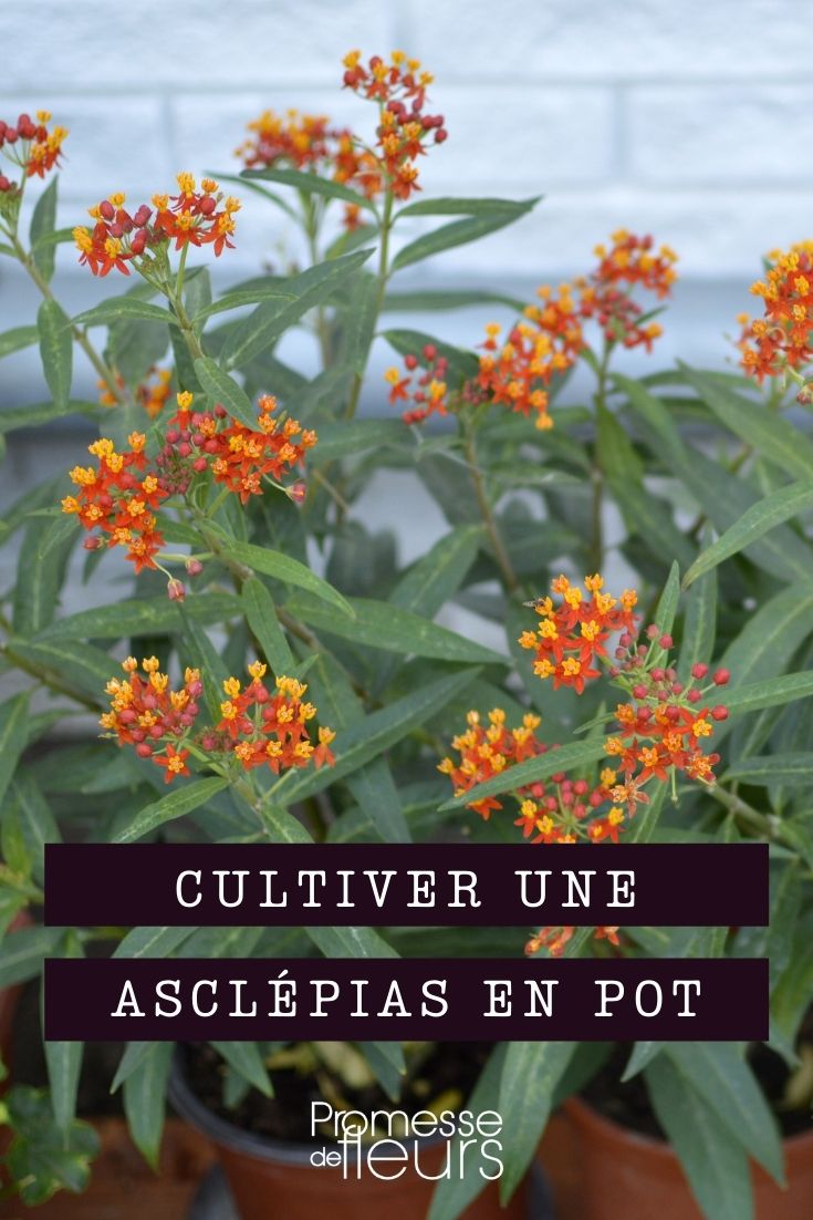 Asclepias im Topf kultivieren