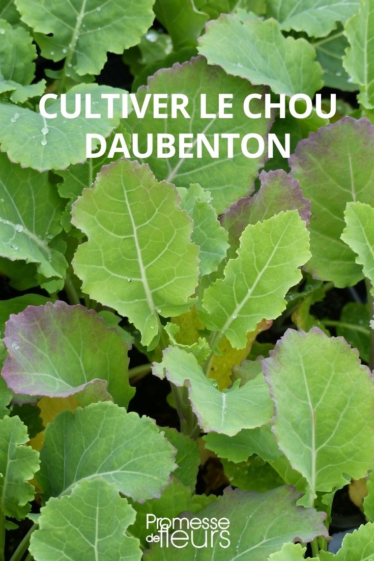 Den Daubenton-Kohl anbauen