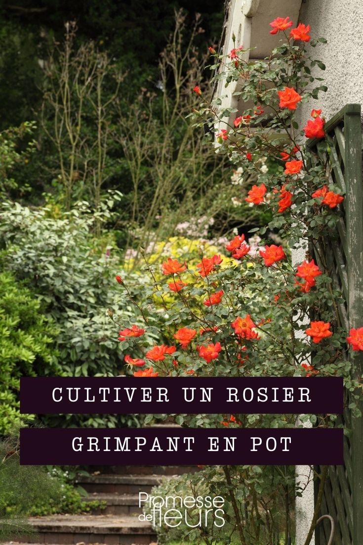 Rosenkletterpflanzen im Topf kultivieren