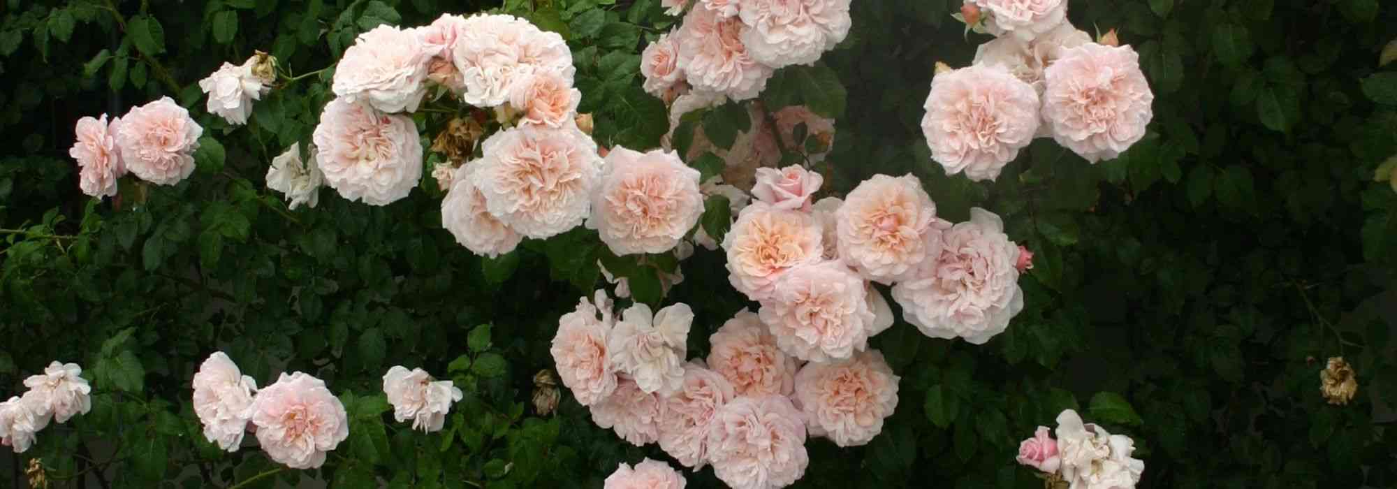 Kletterrose im Topf kultivieren?