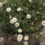 Erigeron: 7 Kombi-Ideen