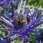 Eryngium vermehren