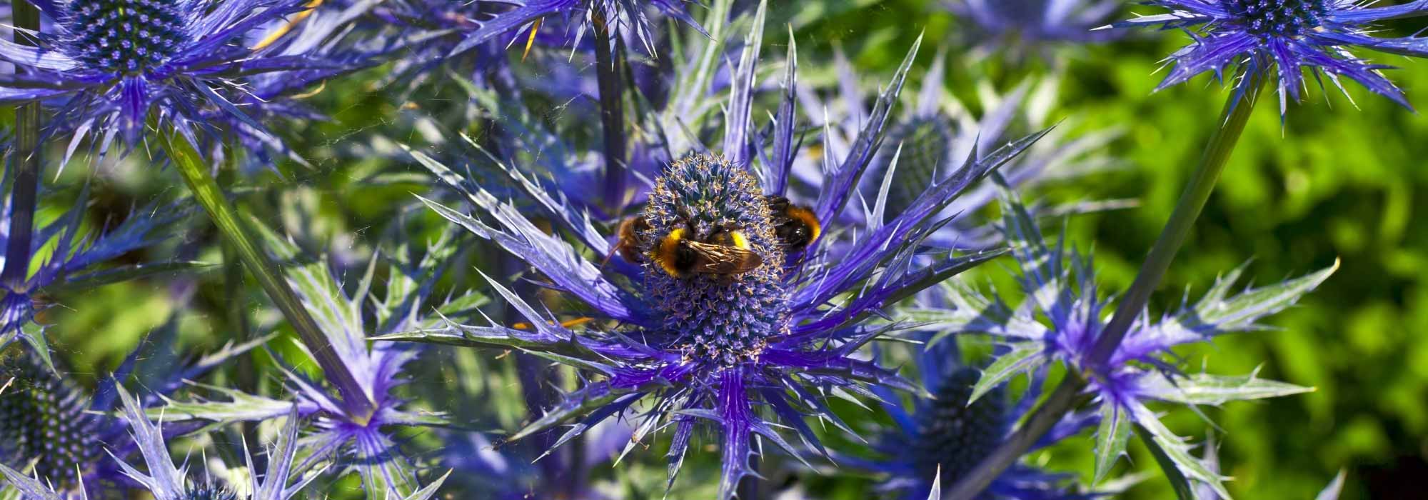 Eryngium vermehren