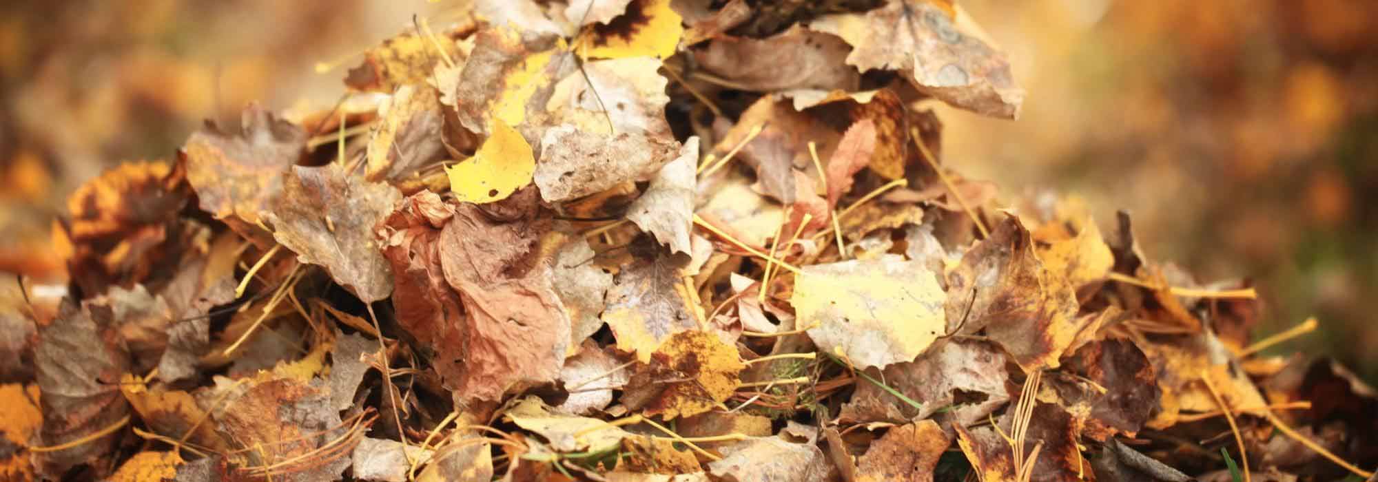 7 Bäume mit viel Laubfall