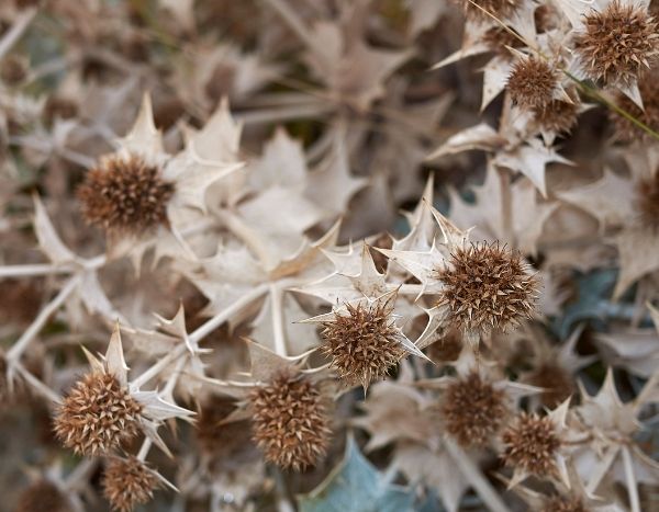 Blaue Kugeldistel trocknen: So geht’s