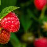 Himbeeren wurzelnackt pflanzen
