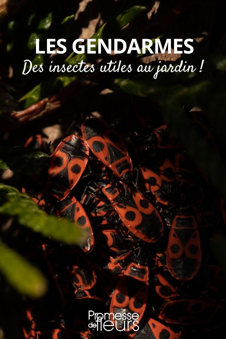Gendarmen im Garten: Nützliche Insekten oder Schädlinge?