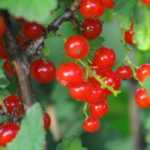 Johannisbeeren wurzelnackt pflanzen