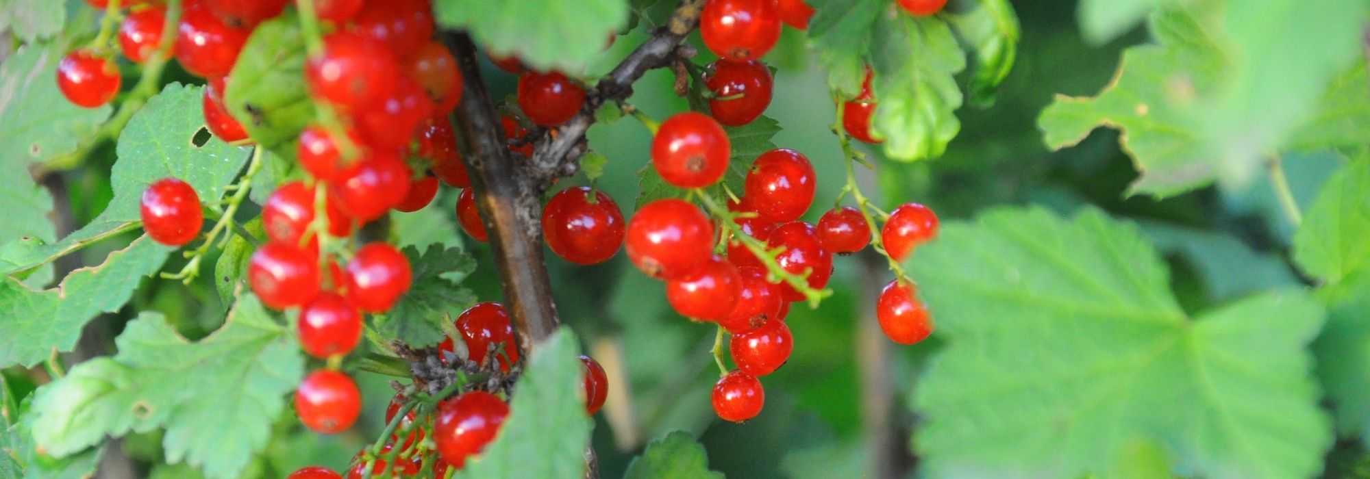 Johannisbeeren wurzelnackt pflanzen