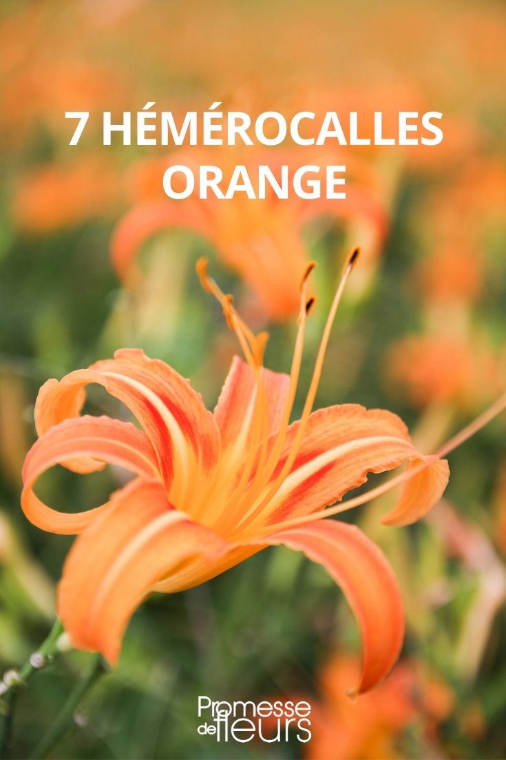 Hemerocallis orange