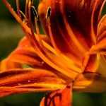 7 orange Taglilien