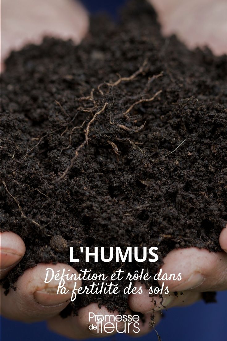 Humus-Definition