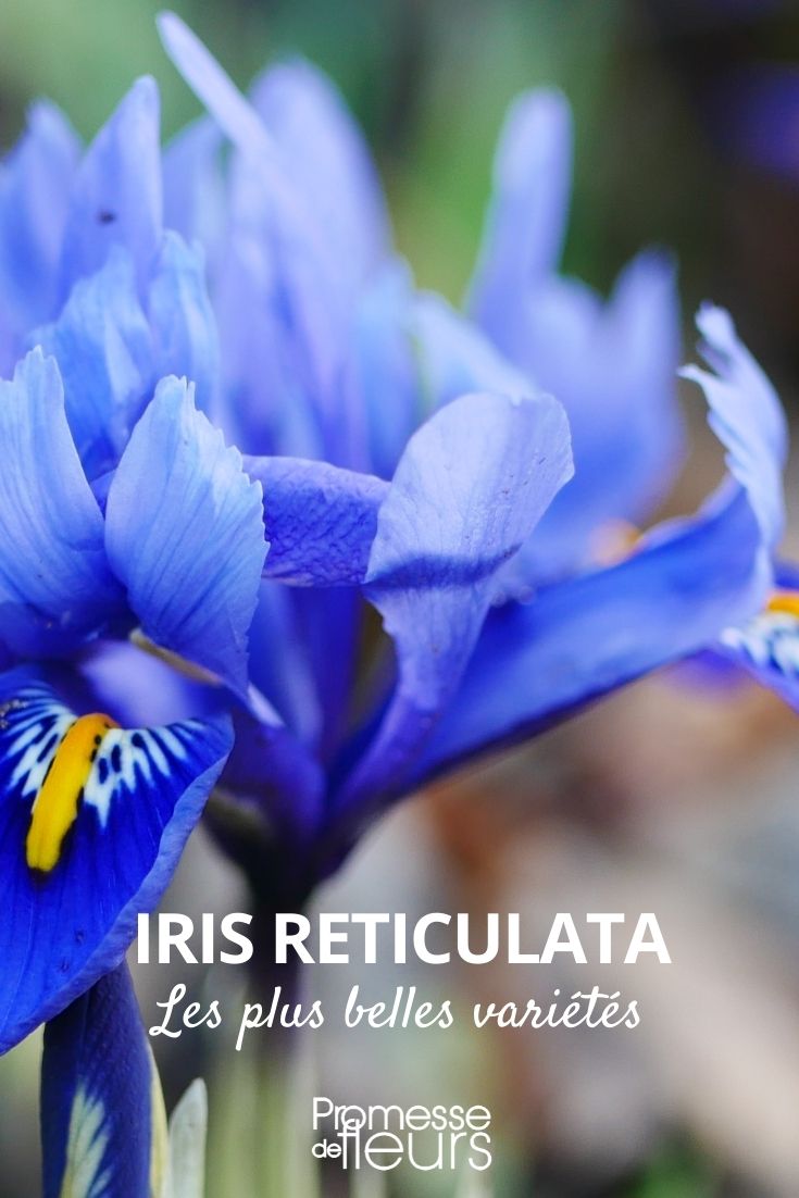 Iris reticulata: Die schönsten Sorten