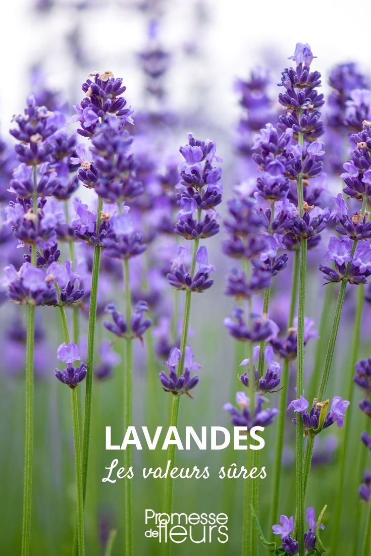 Lavendel - bewährte Klassiker