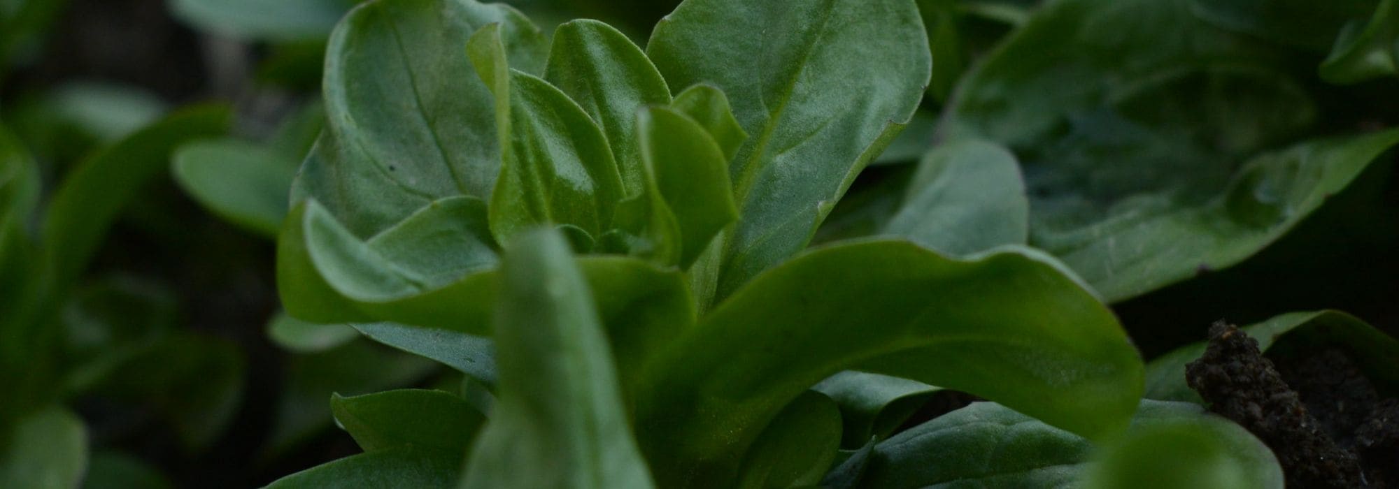 6 Feldsalat-Sorten fürs Gemüsebeet