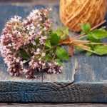 Oregano trocknen und verwenden?