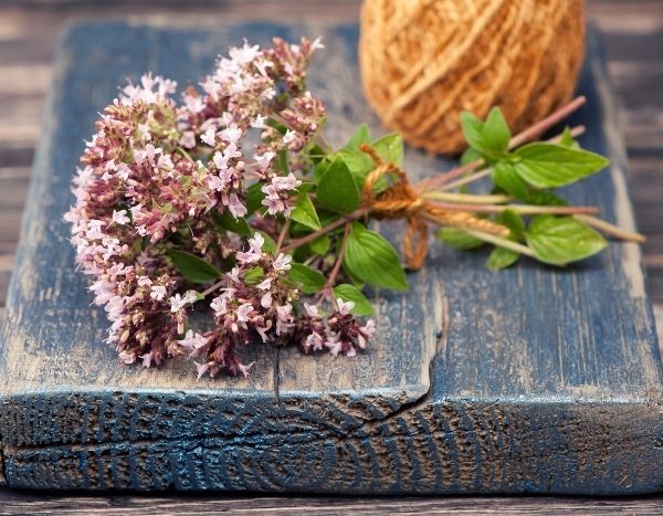 Oregano trocknen und verwenden?