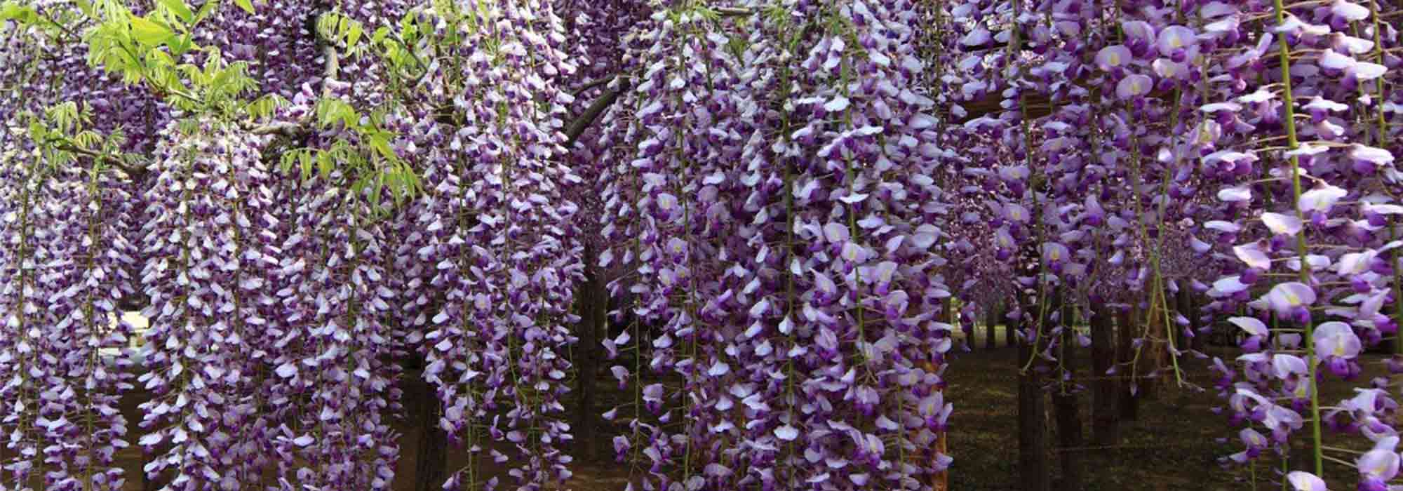 8 Kletterpflanzen: die bienenfreundlichsten
