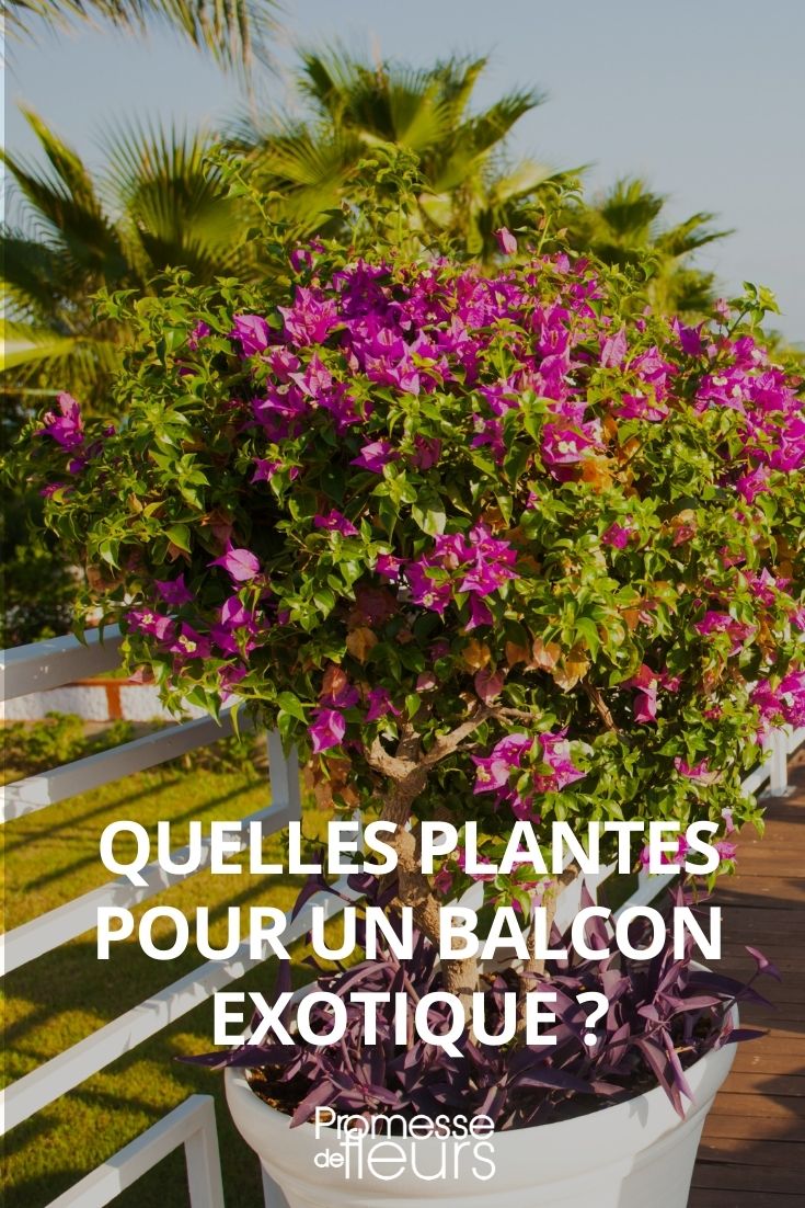 Welche Pflanzen eignen sich für einen exotischen Balkon?