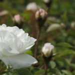 6 stark duftende weiße Rosen
